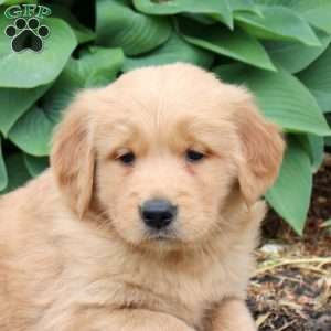 Joey, Golden Retriever Puppy