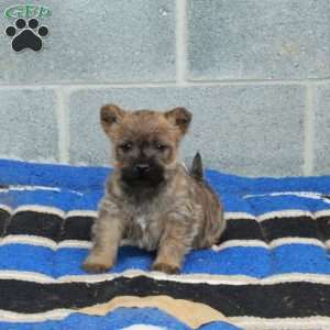 Joey, Cairn Terrier Puppy