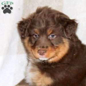 Joey, Australian Shepherd Puppy