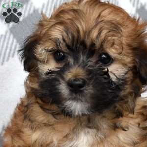 Joey, Havapoo Puppy
