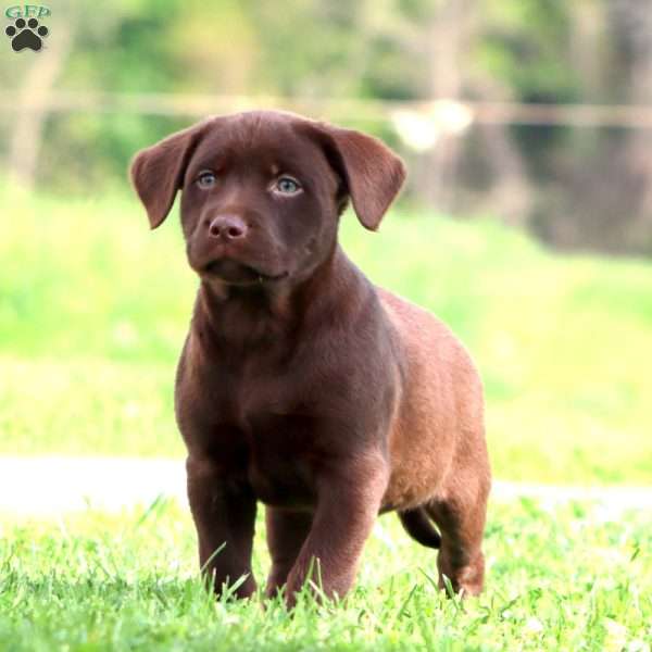 Joey, Chocolate Labrador Retriever Puppy