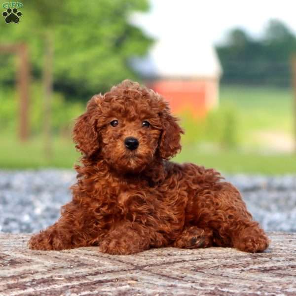 Joey, Miniature Poodle Puppy