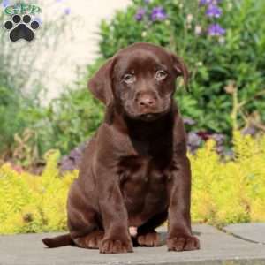 Joey, Chocolate Labrador Retriever Puppy