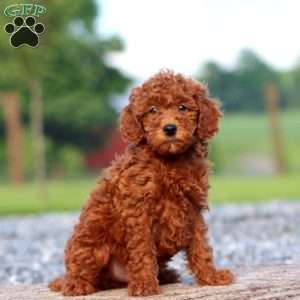 Joey, Miniature Poodle Puppy