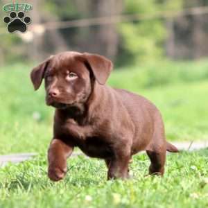 Joey, Chocolate Labrador Retriever Puppy