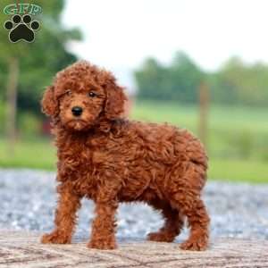 Joey, Miniature Poodle Puppy