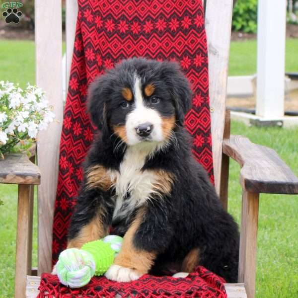 Jolene, Bernese Mountain Dog Puppy