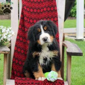 Jolene, Bernese Mountain Dog Puppy