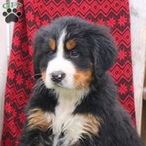 Jolene, Bernese Mountain Dog Puppy
