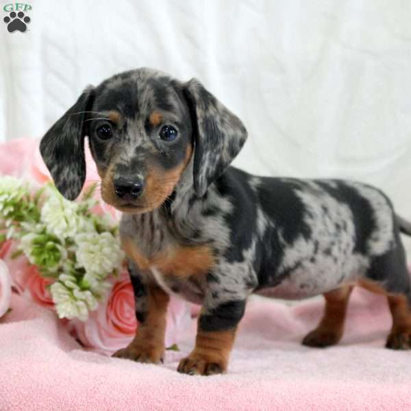 Jolly, Dachshund Puppy