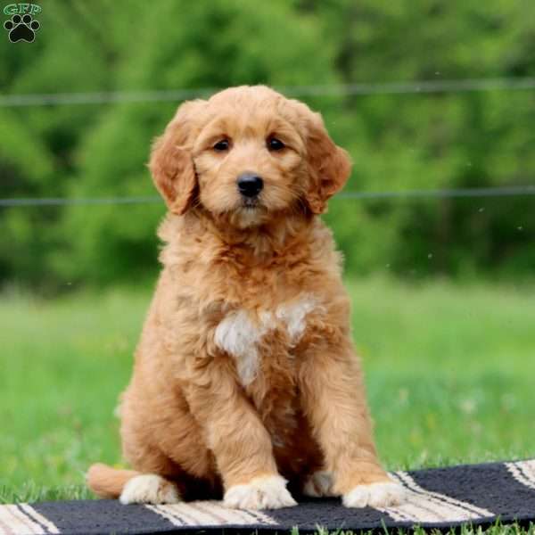 Jolly, Goldendoodle Puppy