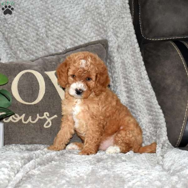 Jonathan, Mini Bernedoodle Puppy