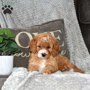 Jonathan, Mini Bernedoodle Puppy