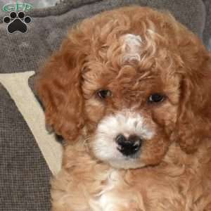 Jonathan, Mini Bernedoodle Puppy