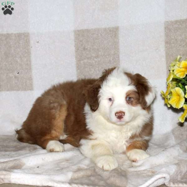 Jordan, Australian Shepherd Puppy