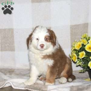 Jordan, Australian Shepherd Puppy