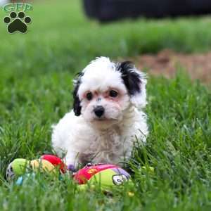 Jordan, Cavapoo Puppy