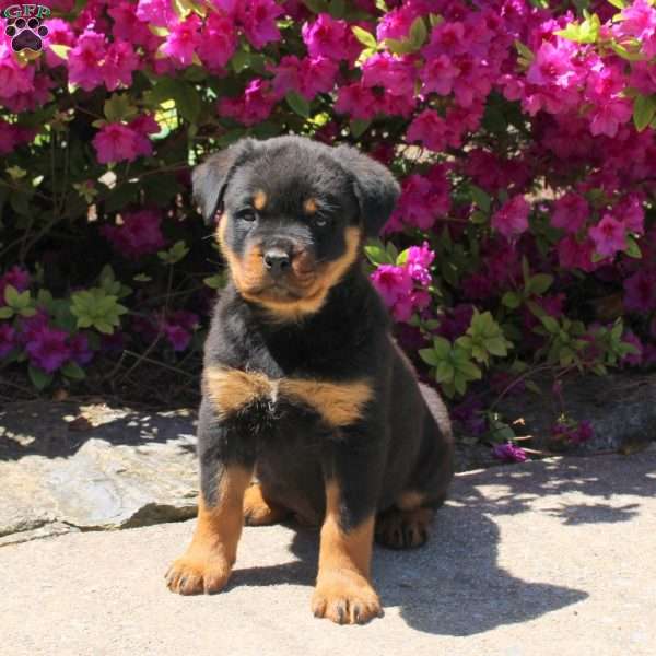 Jordyn, Rottweiler Puppy