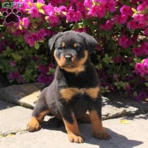Jordyn, Rottweiler Puppy