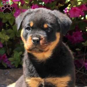 Jordyn, Rottweiler Puppy