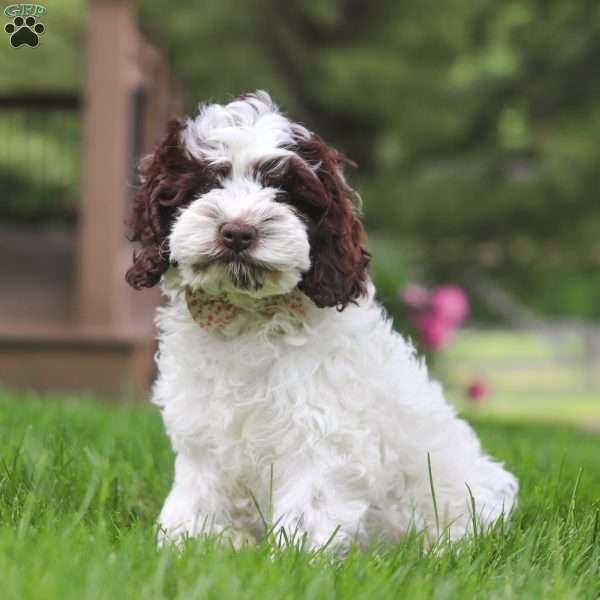 Joselyn, Cockapoo Puppy