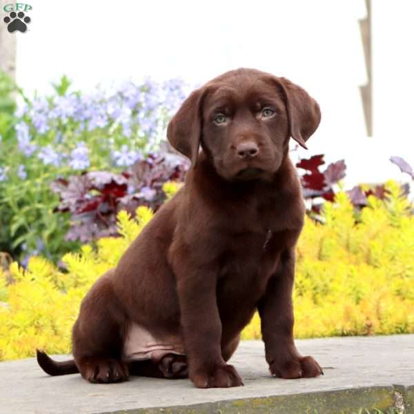 Josh, Chocolate Labrador Retriever Puppy