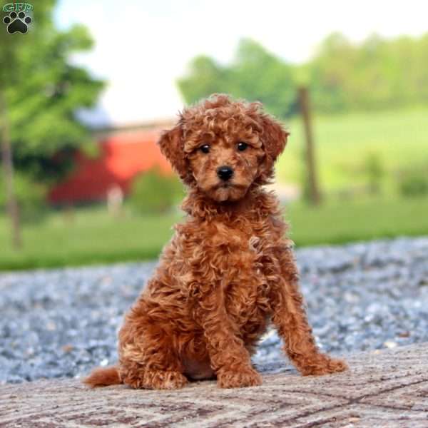 Josh, Miniature Poodle Puppy