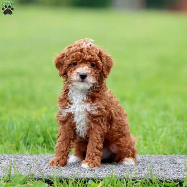 Josh, Miniature Poodle Puppy