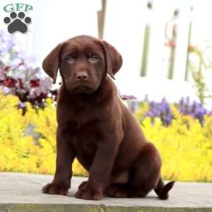 Josh, Chocolate Labrador Retriever Puppy
