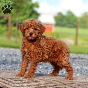 Josh, Miniature Poodle Puppy