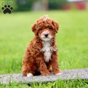 Josh, Miniature Poodle Puppy