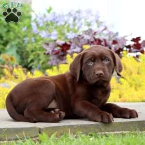Josh, Chocolate Labrador Retriever Puppy