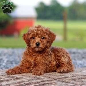 Josh, Miniature Poodle Puppy