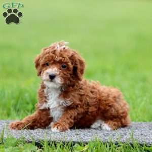 Josh, Miniature Poodle Puppy