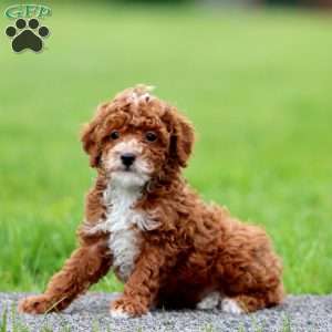 Josh, Miniature Poodle Puppy