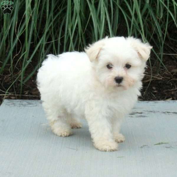 Josie, Maltese Puppy