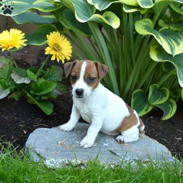 Josie, Jack Russell Terrier Puppy