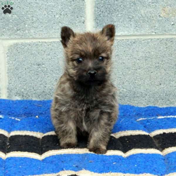 Josie, Cairn Terrier Puppy