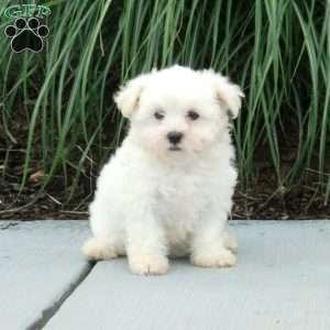 Josie, Maltese Puppy
