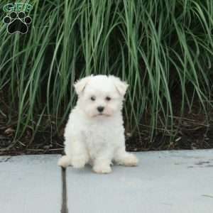 Josie, Maltese Puppy