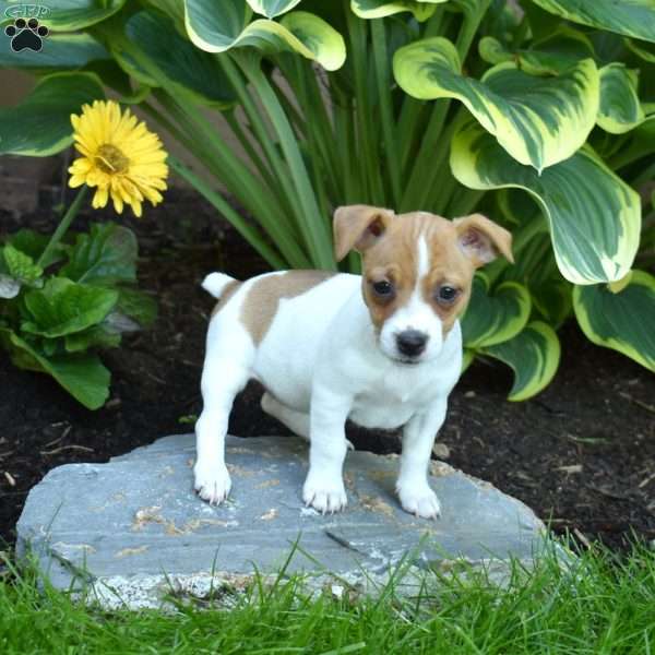 Joy, Jack Russell Terrier Puppy