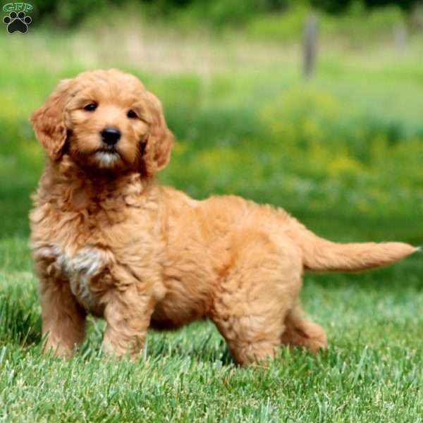 Joy, Goldendoodle Puppy