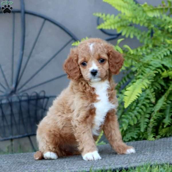 Joy, Cavapoo Puppy