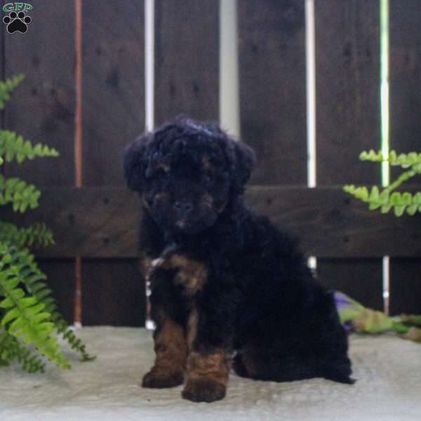 Jude, Mini Bernedoodle Puppy