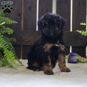 Jude, Mini Bernedoodle Puppy