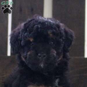Jude, Mini Bernedoodle Puppy