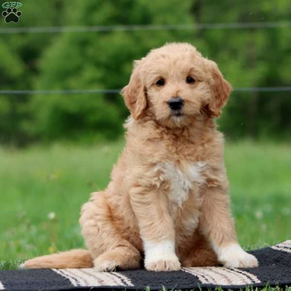 Judy, Goldendoodle Puppy