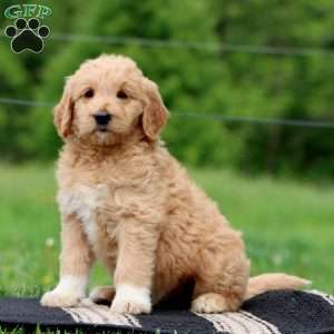 Judy, Goldendoodle Puppy