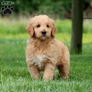 Judy, Goldendoodle Puppy