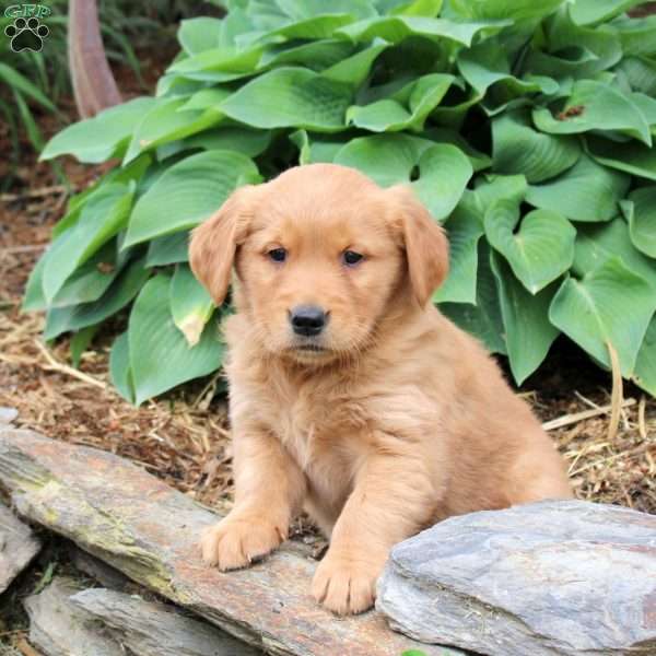 Julia, Golden Retriever Puppy